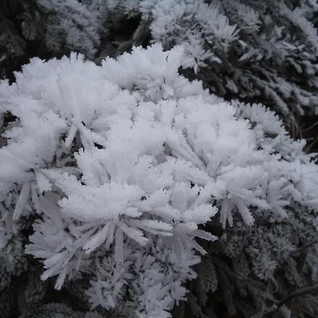 Garconniere Pachler غوساو